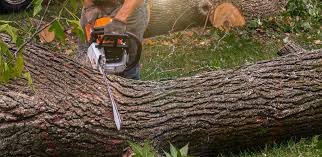 Best Hedge Trimming  in North Eagle Butte, SD