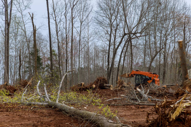 Professional Tree Care in North Eagle Butte, SD
