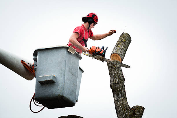 Best Root Management and Removal  in North Eagle Butte, SD