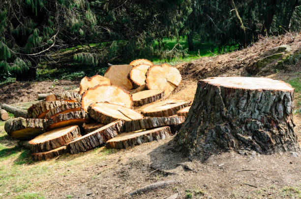 How Our Tree Care Process Works  in  North Eagle Butte, SD